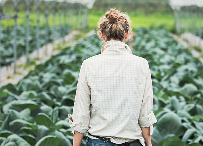 Erzeuger für regionales Obst und Gemüse im Gemüsefeld Rückenansicht eines Erzeugers für regionales Obst und Gemüse, der durch ein grünes Gemüsefeld geht.